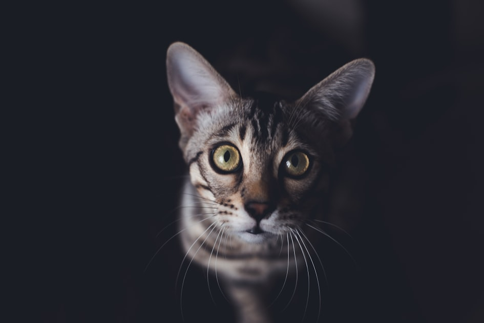 Savannah Kittens for Sale
