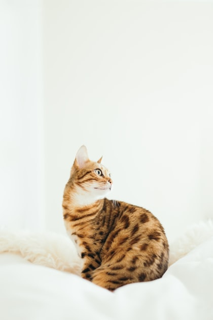Discover Bengal Kittens